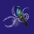 Hummingbird