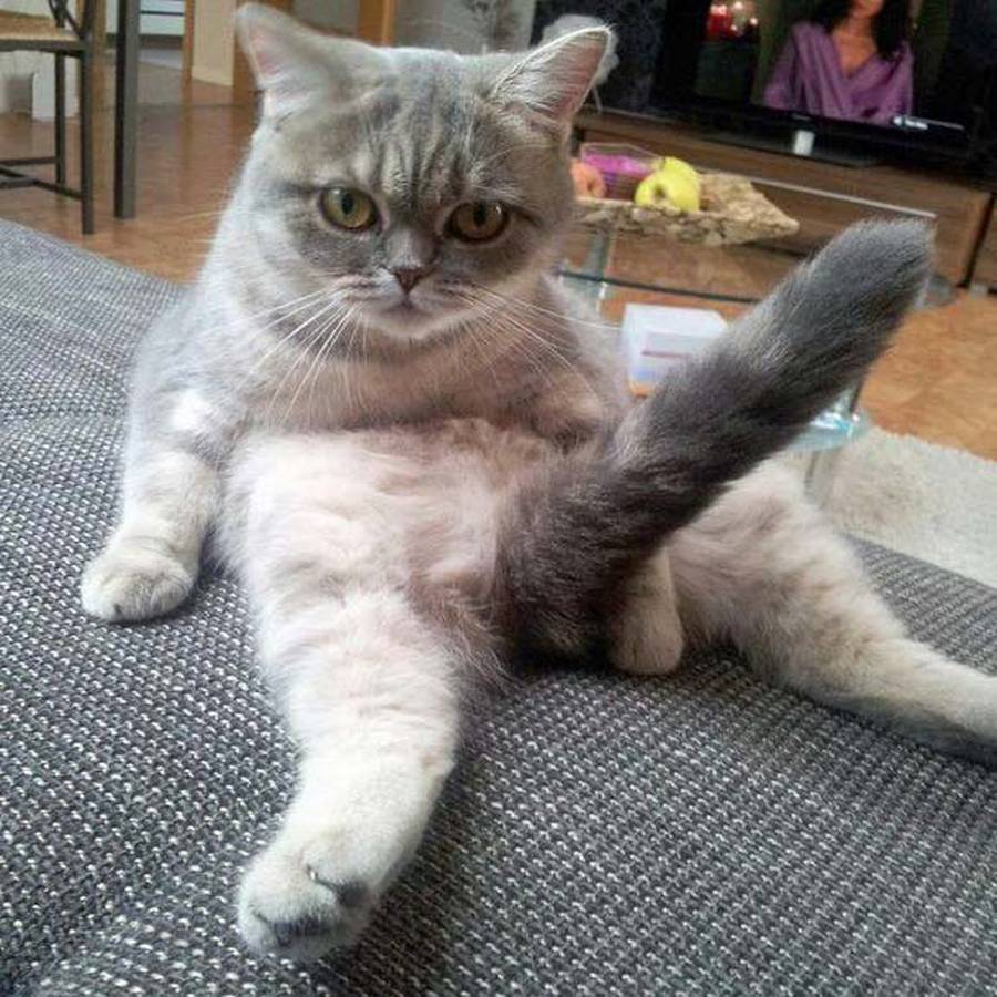 Nachbarskatze R.I.P. 