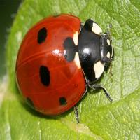 Coccinellidae