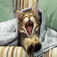 yawn
