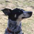 Bettys Hunde ABC Bettys Hunde ABC