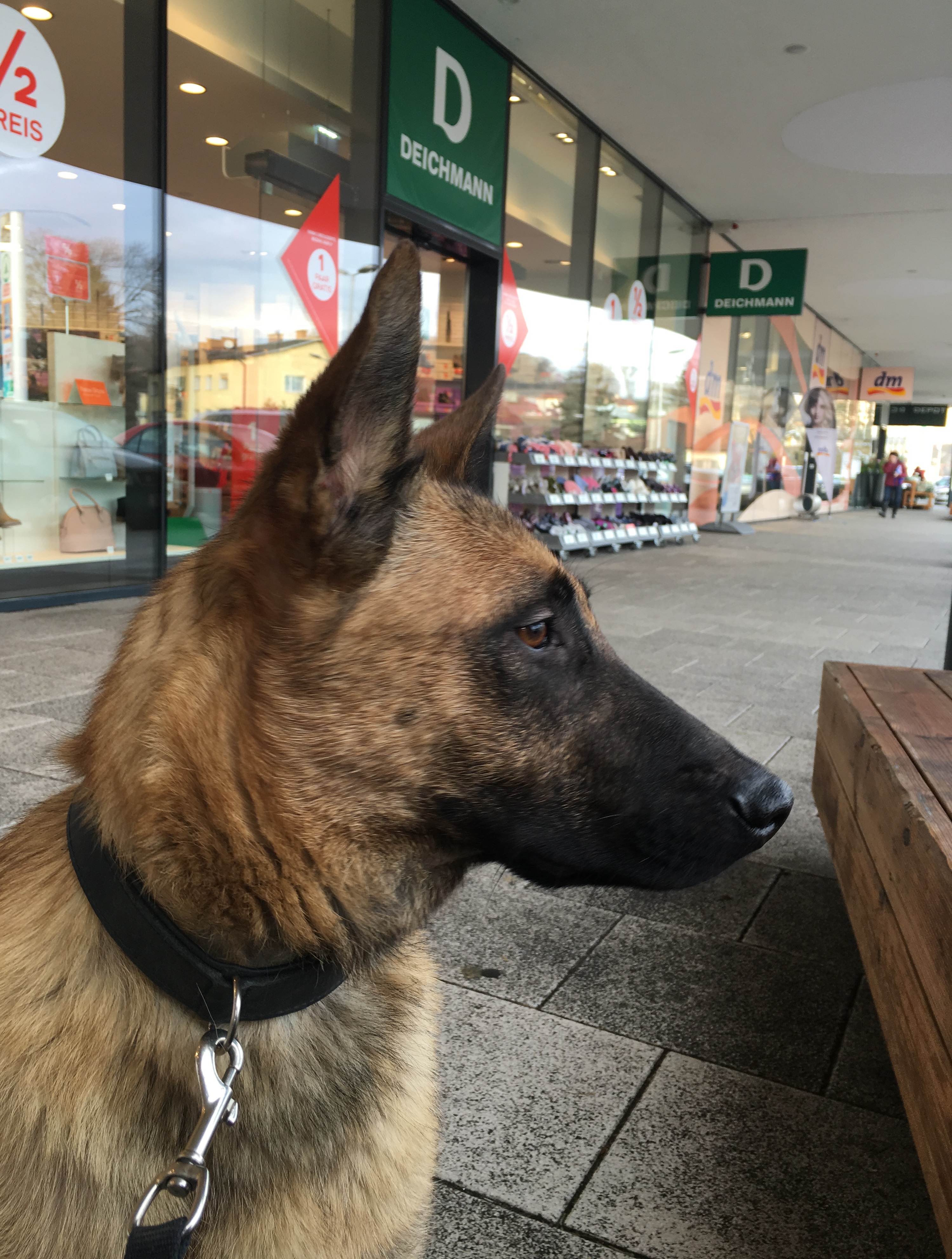 Fremden hund kennenlernen