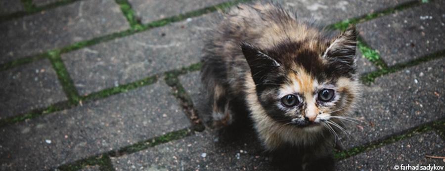 Kastrationspflicht für Freigänger-Katzen - von Wiebke ...