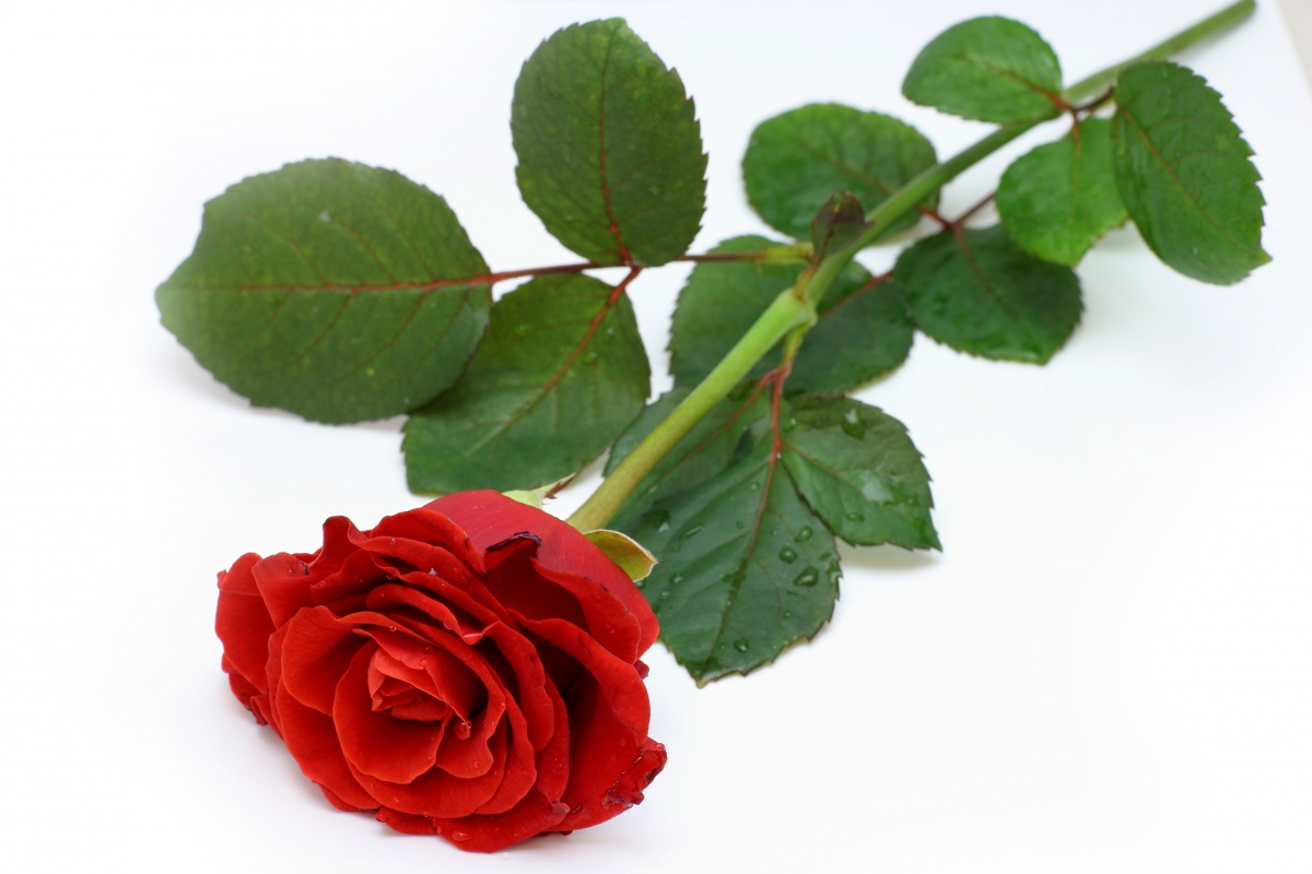1 rote rose bedeutung