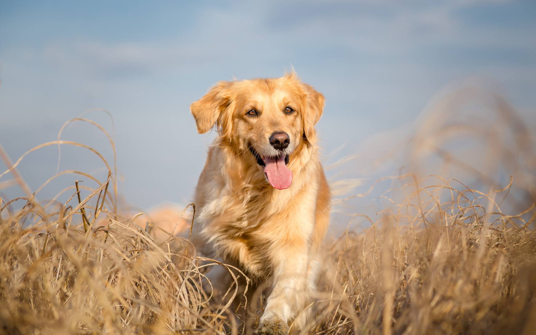 getreide für hunde