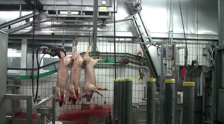 Tierquälerei bei EDEKA: Schweine wachen nach der Gasbetäubun