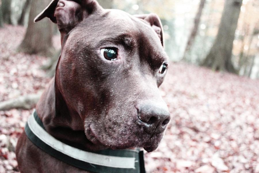 Den Hund weggeben darf man das? von Heli Dungler fisch+fleisch