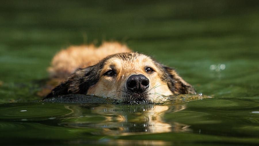 Brauchen Hunde Sonnencreme? von Heli Dungler fisch+fleisch