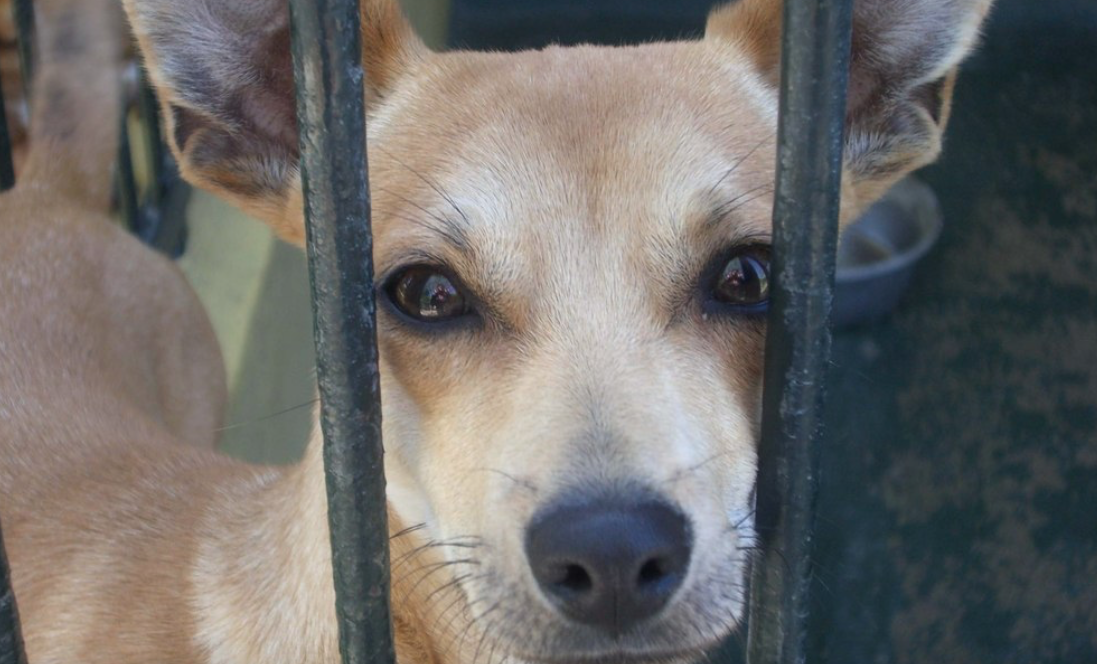 hunde aus dem ausland