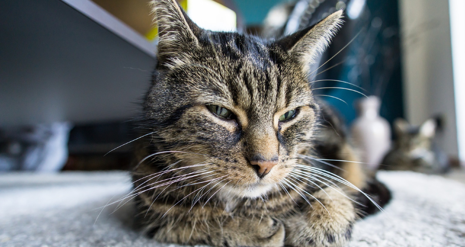 Körpersprache von Katzen richtig deuten - von JoanaCiraci | fisch+fleisch