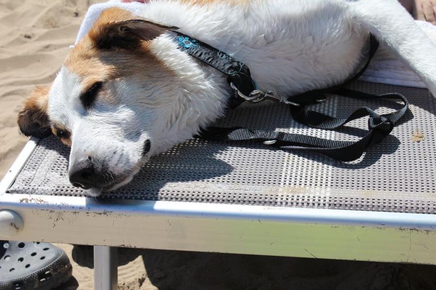 HALLO Hund! Ein Weg zum Biss von FraMoS fisch+fleisch